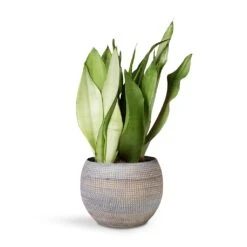 Dex Plant Pot - Earth -Garden Potted Plant Shop Sansevieria Trifaciata Moonshine Snake 12x35cm Dex Plant Pot Earth 17x13cm 86748467 1c29 4aa3 9c84 36e8e8940e2a