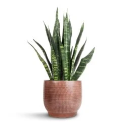 Lykke Plant Pot - Chestnut Blush -Garden Potted Plant Shop Sansevieria Trifasciata Black Coral Snake Plant 14x50cm Lykke Plant Pot Chestnut Blush 18x16cm 7b48cd1e 6cbf 4c29 9e27 e359b288a10e