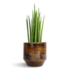 Sanna Plant Pot - Savanna -Garden Potted Plant Shop Sansevieria bacularis Mikado Snake Plant 12x40cm Sanna Plant Pot Savanna 15x13cm 9295d6bf ab6d 4832 b7f2 77be8424131c