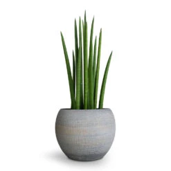 Sansevieria Cylindrica Spikes - Cylindrical Snake Plant -Garden Potted Plant Shop Sansevieria cylindrica Spikes Cylindrical Snake Plant 12x40cm Dex Plant Pot Earth 17x13cm