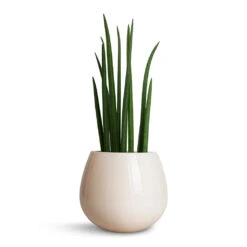 Sansevieria Cylindrica Spikes - Cylindrical Snake Plant -Garden Potted Plant Shop Sansevieria cylindrica Spikes Cylindrical Snake Plant 15x50cm Nova Plant Pot Cream 23x18cm 2ea4e4d4 17da 4de6 b591 e3c6d060e427