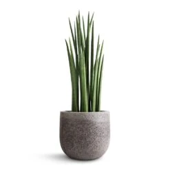 Sansevieria Cylindrica Spikes - Cylindrical Snake Plant -Garden Potted Plant Shop Sansevieria cylindrica Spikes Cylindrical Snake Plant 19x70cm Cody Cement Stone Plant Pot Granite Grey 25x24cm