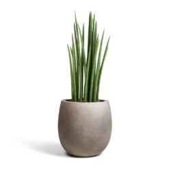 Sansevieria Cylindrica Spikes - Cylindrical Snake Plant -Garden Potted Plant Shop Sansevieria cylindrica Spikes Cylindrical Snake Plant 19x70cm Grigio Balloon Plant Pot Natural Concrete 30x30cm 2c36abbd f4b9 4fe3 8831 1b19b151a043