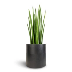 Sansevieria Cylindrica Spikes - Cylindrical Snake Plant