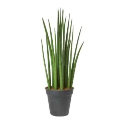 Sansevieria Cylindrica Spikes - Cylindrical Snake Plant -Garden Potted Plant Shop Sansevieria cylindrica Spikes Cylindrical Snake Plant