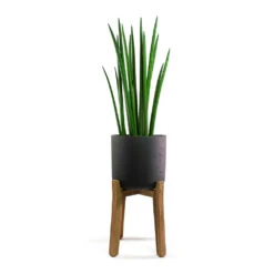 Charlie Plant Pot - Tall Stand - Black Washed -Garden Potted Plant Shop Sansevieria cylindrica Spikes Cylindrical Snake Plant Charlie Plant Pot Tall Stand Black Washed
