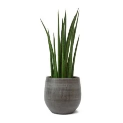Esra Plant Pot - Mystic Grey -Garden Potted Plant Shop Sansevieria cylindrica Spikes Cylindrical Snake Plant Esra Plant Pot Mystic Grey b3a997ac 50a5 4f4b 8a73 6d335617d86a