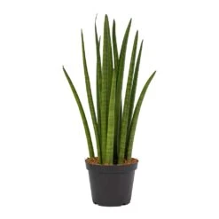 Sansevieria Cylindrica Spikes - Cylindrical Snake Plant -Garden Potted Plant Shop Sansevieria cylindrica Spikes Cylindrical Snake Plant ce7747dc 5064 430a af25 b4ce7792473c