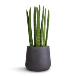 Patt Plant Pot - Black Washed -Garden Potted Plant Shop Sansevieria cylindrica Straight Cylindrical Snake Plant 12x40cm Patt Plant Pot Black Washed 17x14cm f77f2daa 2f65 47f4 b1e2 06d2ec8b50f4