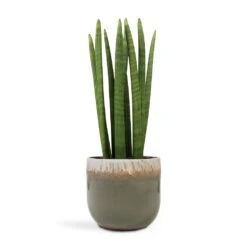 Tarra Plant Pot - Forest -Garden Potted Plant Shop Sansevieria cylindrica Straight Cylindrical Snake Plant 17x60cm Tarra Plant Pot Forest 23x20cm