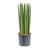 Sansevieria Cylindrica Straight - HydroCare