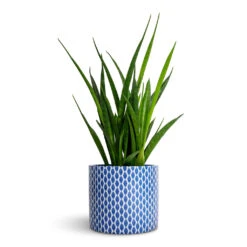 Lazzaro Plant Pot - Navy Garland -Garden Potted Plant Shop Sansevieria kirkii Star Sansevieria 12x40cm Lazzaro Plant Pot Navy Garland 15x13cm