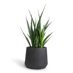 Patt Plant Pot - Black Washed -Garden Potted Plant Shop Sansevieria kirkii Star Sansevieria 12x40cm Patt Plant Pot Black Washed 17x14cm 4dd848b4 30d5 434a b441 7a21bf9ccd81