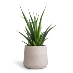 Patt Plant Pot - Grey Washed 32 Patt Plant Pot - Grey Washed -Garden Potted Plant Shop Sansevieria kirkii Star Sansevieria 12x40cm Patt Plant Pot Grey Washed 17x14cm 801fea47 406e 420d 98ec 16cde8145d6e