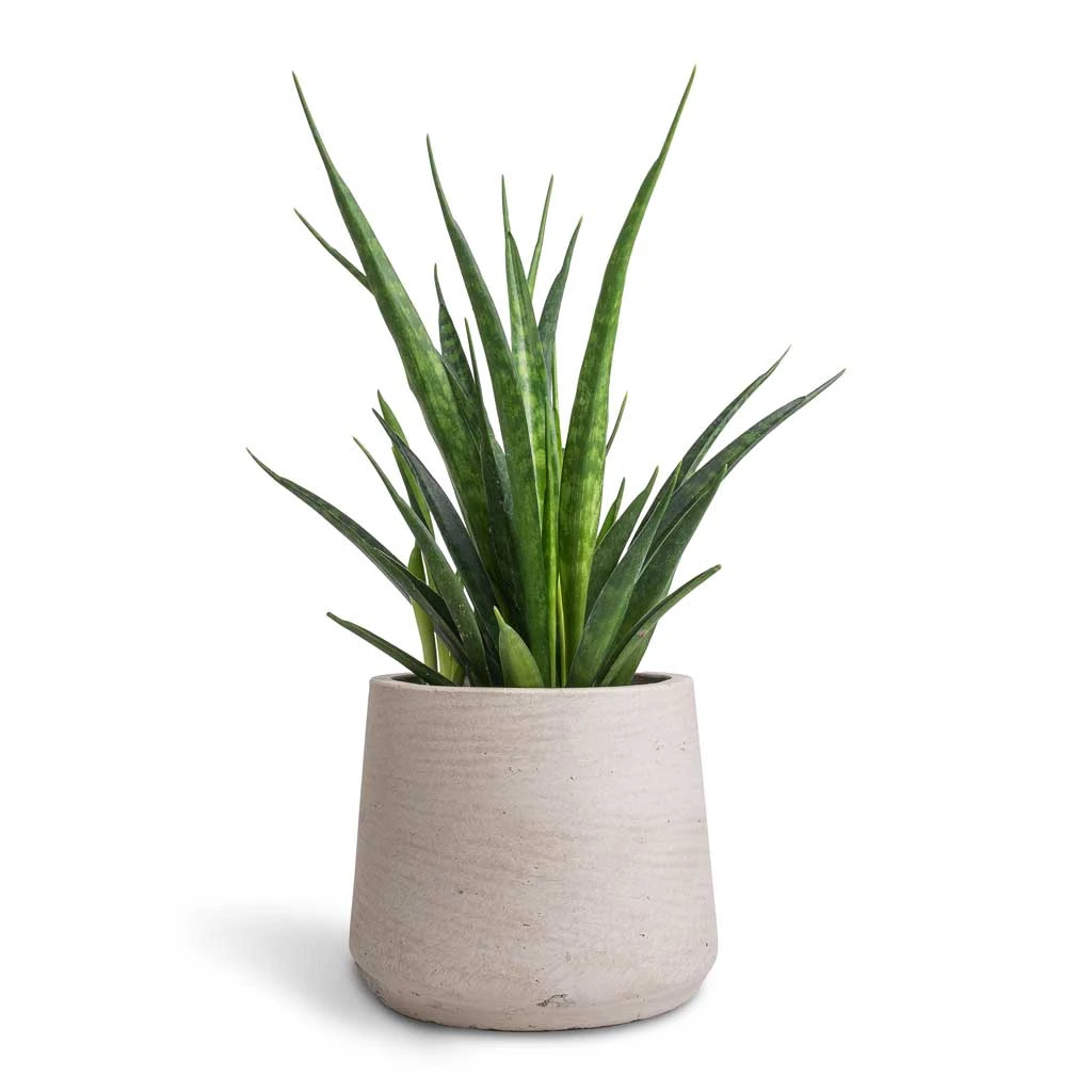 Patt Plant Pot - Grey Washed 13 Patt Plant Pot - Grey Washed - Image 13