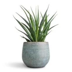 Ryan Plant Pot - Blue Gold -Garden Potted Plant Shop Sansevieria kirkii Star Sansevieria 12x40cm Ryan Plant Pot Blue Gold 18x16cm f7e59b6f fb91 4054 a494 554d273431c9