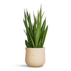 Aurora Terrazzo Handle Plant Pot - Oat 8 Aurora Terrazzo Handle Plant Pot - Oat -Garden Potted Plant Shop Sansevieria kirkii Star Sansevieria 15x50cm Aurora Terrazzo Handle Plant Pot Oat 19x17cm