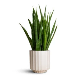 Bourton Scalloped Plant Pot - Ivory -Garden Potted Plant Shop Sansevieria kirkii Star Sansevieria 15x50cm Bourton Scalloped Plant Pot Ivory 18x18cm