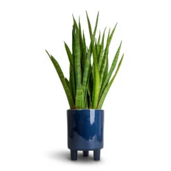 Pisa Plant Pot - Navy -Garden Potted Plant Shop Sansevieria kirkii Star Sansevieria 15x50cm Pisa Plant Pot Navy 16x19cm