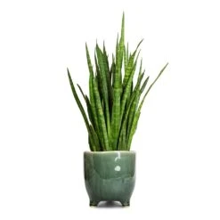 Sansevieria Kirkii - Star Sansevieria