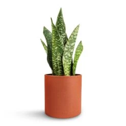 Puk Refined Planter - Canyon Orange -Garden Potted Plant Shop Sansevieria masoniana Dragon Snake Plant 12x40cm Puk Refined Planter Canyon Orange 15x15cm 488df18d 304f 4ba7 8f37 b3f2d3f50b9b