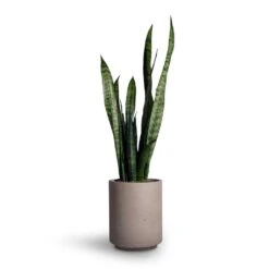 Suzi Plant Pot - Grey Washed -Garden Potted Plant Shop Sansevieria trifasciata Black Coral Snake Plant 15x45cm Suzi Plant Pot Grey Washed 18x21 99133ebc 1cff 43dd b5fe f66d874c9210