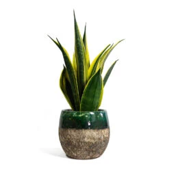 Lindy Plant Pot - Black Green -Garden Potted Plant Shop Sansevieria trifasciata Golden Flame Snake Plant Lindy Plant Pot Black Green 421ceda7 b7cb 48d2 8d58 20f9e28f4a5d