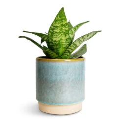 Copenhagen Plant Pot - Aqua 13 Copenhagen Plant Pot - Aqua -Garden Potted Plant Shop Sansevieria trifasciata Hahnii Birds Nest Snake Plant 12x25cm Copenhagen Plant Pot Aqua 13.5x14cm