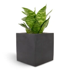 Fleur Natural Planter - Black -Garden Potted Plant Shop Sansevieria trifasciata Hahnii Birds Nest Snake Plant 12x25cm Fleur Natural Planter Black 15x15x15cm f82d6bfd 94b9 4c77 b136 c1b762ad1b8c