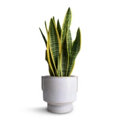 Aries Handles Plant Pot - White -Garden Potted Plant Shop Sansevieria trifasciata Laurentii Variegated Snake Plant 14x50cm Aries Handles Plant Pot White 19x20cm 3ae6ce30 5dbf 4611 b776 e11115f54376