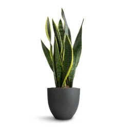 Coral Refined Planter - Pine Green -Garden Potted Plant Shop Sansevieria trifasciata Laurentii Variegated Snake Plant 15x45cm Coral Refined Planter Pine Green 18x15cm 5bc3aa23 9893 4ee9 9113 75544579acf3