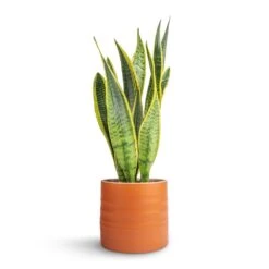 Hadleigh Plant Pot - Amber -Garden Potted Plant Shop Sansevieria trifasciata Laurentii Variegated Snake Plant 15x45cm Hadleigh Plant Pot Amber 17x15cm