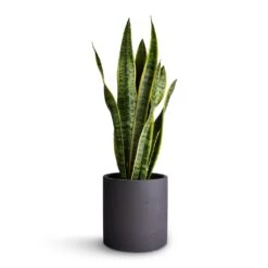 Puk Plant Pot - Black Washed 15 Puk Plant Pot - Black Washed -Garden Potted Plant Shop Sansevieria trifasciata Laurentii Variegated Snake Plant 17x65cm Puk Plant Pot Black Washed 20x20cm