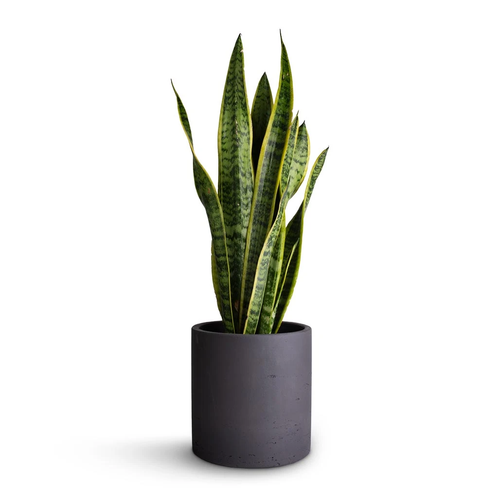 Puk Plant Pot - Black Washed 4 Puk Plant Pot - Black Washed - Image 4