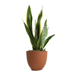 Coral Refined Planter - Canyon Orange -Garden Potted Plant Shop Sansevieria trifasciata Laurentii Variegated Snake Plant Coral Refined Planter Canyon Orange