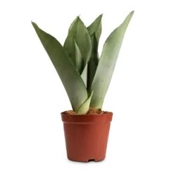 Sansevieria Trifasciata Moonshine - Snake Plant 39 Sansevieria Trifasciata Moonshine - Snake Plant -Garden Potted Plant Shop Sansevieria trifasciata Moonshine Snake Plant 12x35cm 50a63810 e3e0 4615 80fd d15cf6a469a0
