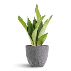 Sansevieria Trifasciata Moonshine - Snake Plant 25 Sansevieria Trifasciata Moonshine - Snake Plant -Garden Potted Plant Shop Sansevieria trifasciata Moonshine Snake Plant 12x40cm Bola Artstone Plant Pot Grey 17x15cm 7181 e4543587 9fb9 4632 a3bc b09d151220fe
