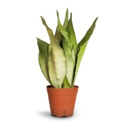 Sansevieria Trifasciata Moonshine - Snake Plant 30 Sansevieria Trifasciata Moonshine - Snake Plant -Garden Potted Plant Shop Sansevieria trifasciata Moonshine Snake Plant 14x45cm