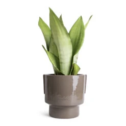 Aries Handles Plant Pot - Charcoal -Garden Potted Plant Shop Sansevieria trifasciata Moonshine Snake Plant 14x45cm Aries Handles Plant Pot Charcoal 19x20cm 1823bc8b 838b 4df4 8d2d e8d8ea689467
