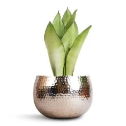 Hammered Bowl - Nickel With Black -Garden Potted Plant Shop Sansevieria trifasciata Moonshine Snake Plant 14x45cm Hammered Bowl Nickel with Black 19x14cm