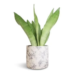 Sansevieria Trifasciata Moonshine - Snake Plant 29 Sansevieria Trifasciata Moonshine - Snake Plant -Garden Potted Plant Shop Sansevieria trifasciata Moonshine Snake Plant 14x45cm Lazzaro Plant Pot Vintage Bird 18x16cm 2f71f2a0 b2a9 4447 8646 fa0ca8e969d1