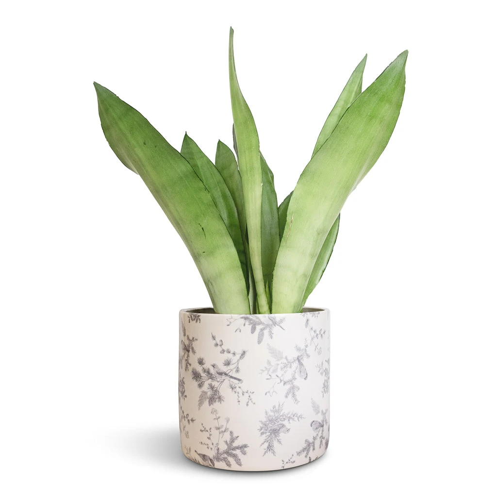 Sansevieria Trifasciata Moonshine - Snake Plant 10 Sansevieria Trifasciata Moonshine - Snake Plant - Image 10