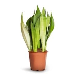 Sansevieria Trifasciata Moonshine - Snake Plant 26 Sansevieria Trifasciata Moonshine - Snake Plant -Garden Potted Plant Shop Sansevieria trifasciata Moonshine Snake Plant 21x70cm