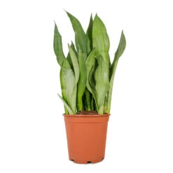 Sansevieria Trifasciata Moonshine - Snake Plant 36 Sansevieria Trifasciata Moonshine - Snake Plant -Garden Potted Plant Shop Sansevieria trifasciata Moonshine Snake Plant 21x70cm 4