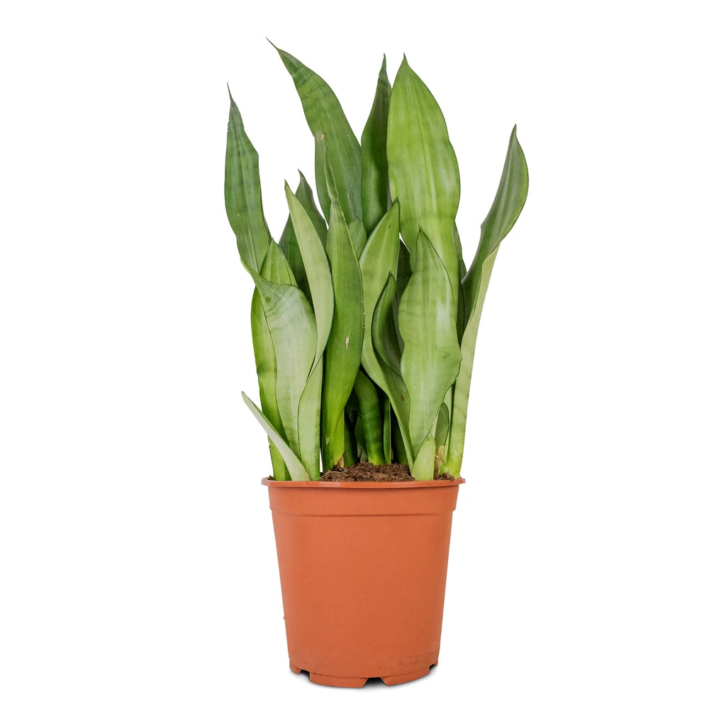 Sansevieria Trifasciata Moonshine - Snake Plant 17 Sansevieria Trifasciata Moonshine - Snake Plant - Image 17