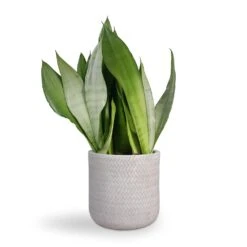 Sansevieria Trifasciata Moonshine - Snake Plant 38 Sansevieria Trifasciata Moonshine - Snake Plant -Garden Potted Plant Shop Sansevieria trifasciata Moonshine Snake Plant 21x70cm Angle Cylinder Plant Pot White 24x24cm adf5ee6e d432 473f a08a dd41a86338af