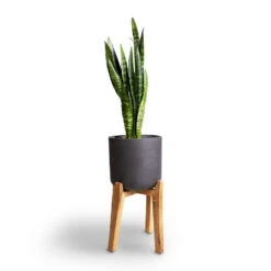 Charlie Plant Pot - Tall Stand - Black Washed -Garden Potted Plant Shop Sansevieria trifasciata Moonshine Snake Plant 21x70cm Charlie Plant Pot Tall Stand Black Washed 32x51cm