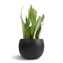 Sansevieria Trifasciata Moonshine - Snake Plant 35 Sansevieria Trifasciata Moonshine - Snake Plant -Garden Potted Plant Shop Sansevieria trifasciata Moonshine Snake Plant 21x70cm Hammered Bowl Black with Copper 30x20cm 1 76c68d4a fb3f 4781 8ce6 fb581591e0ea