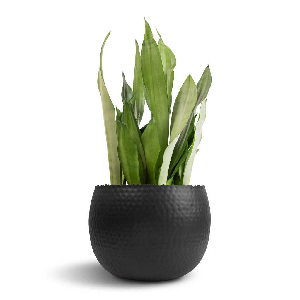 Sansevieria Trifasciata Moonshine - Snake Plant 16 Sansevieria Trifasciata Moonshine - Snake Plant - Image 16