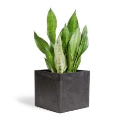 Sansevieria Trifasciata Moonshine - Snake Plant 37 Sansevieria Trifasciata Moonshine - Snake Plant -Garden Potted Plant Shop Sansevieria trifasciata Moonshine Snake Plant 21x70cm Maud Artstone Plant Pot Black 32x32x29cm